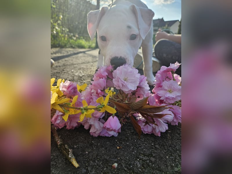 American bully welpen