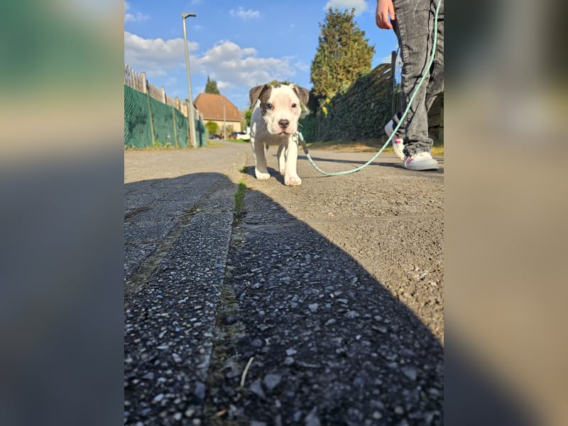 American bully welpen