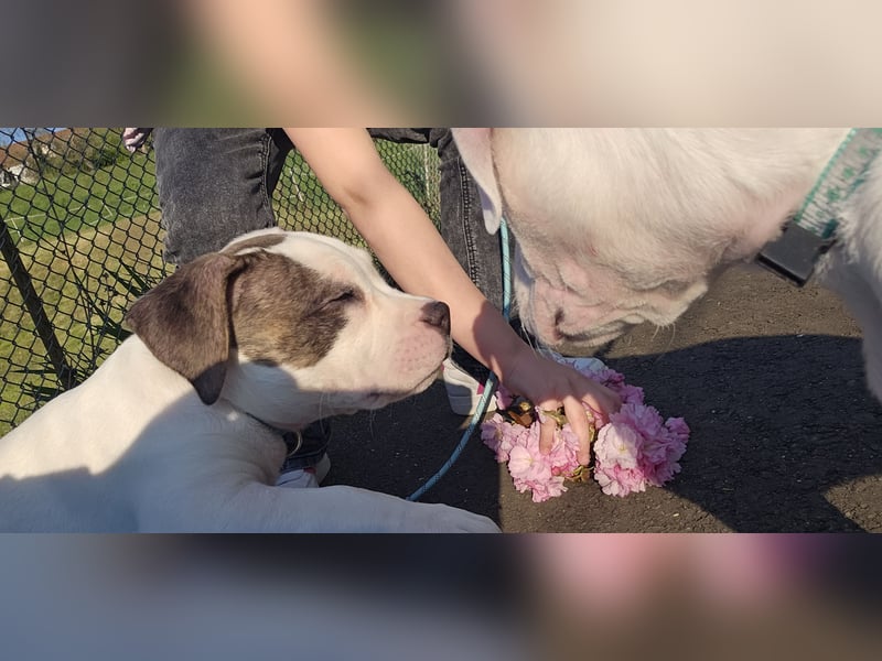 American bully welpen