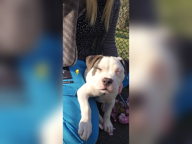 American bully welpen