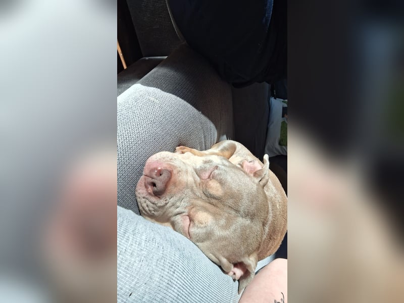 Pocket bully Hündin