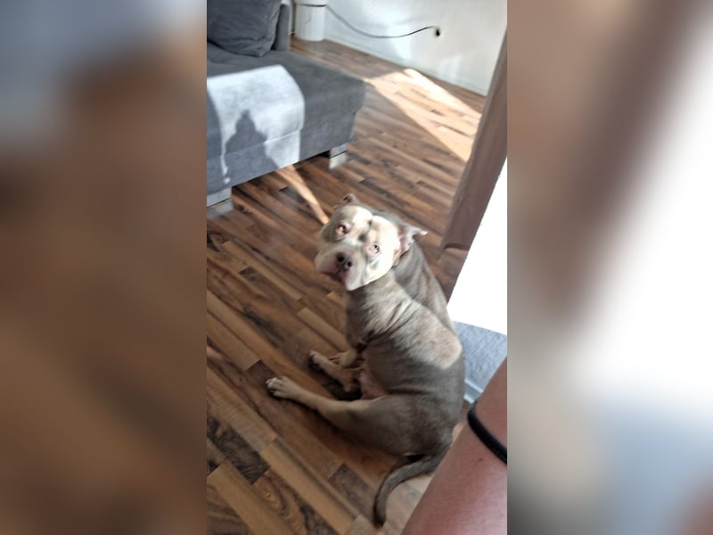 Pocket bully Hündin