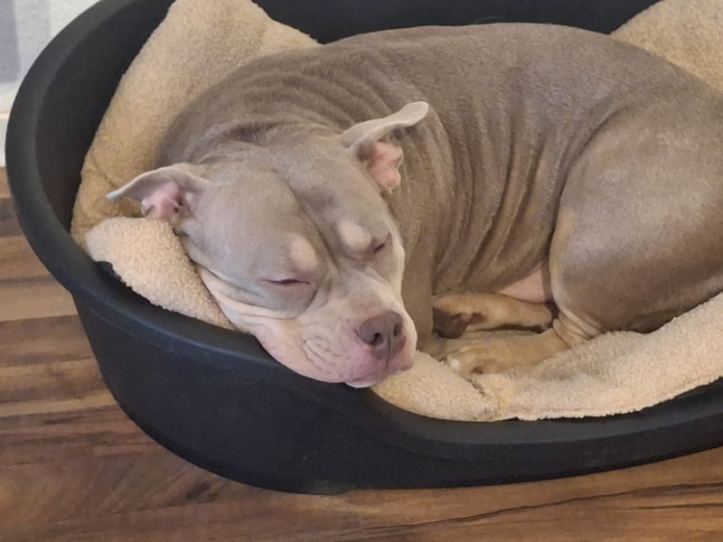 Pocket bully Hündin