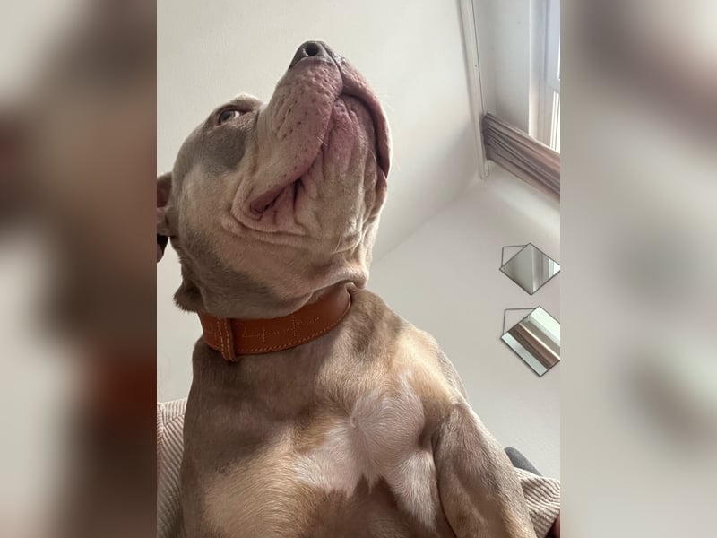Pocket bully Hündin