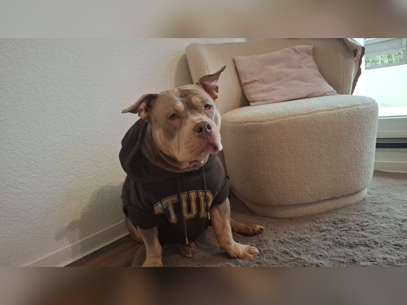 Pocket bully Hündin