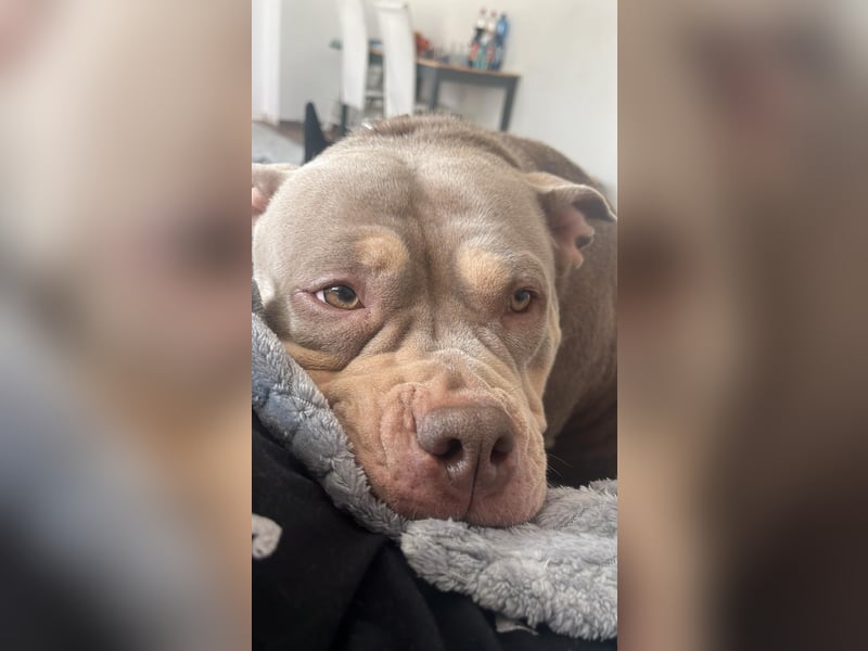 Pocket bully Hündin