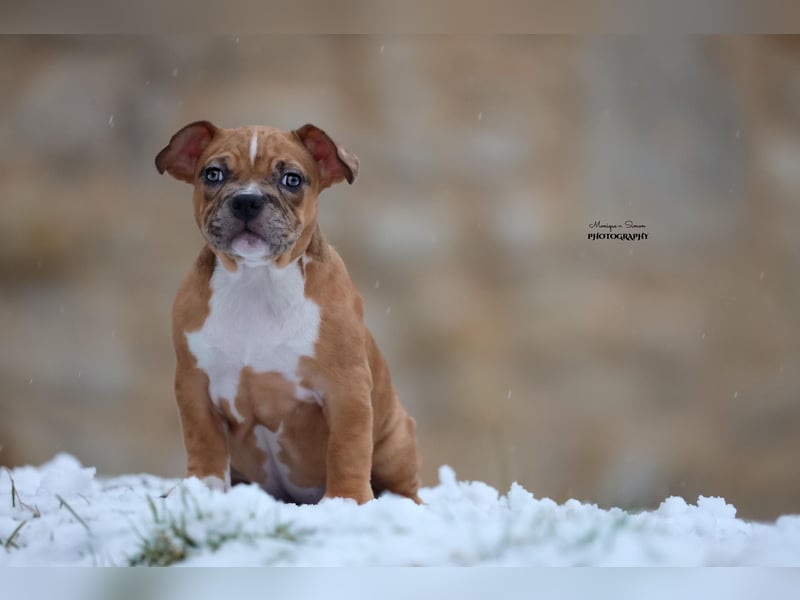 American Bully