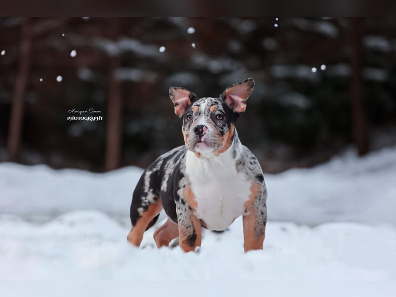 American Bully