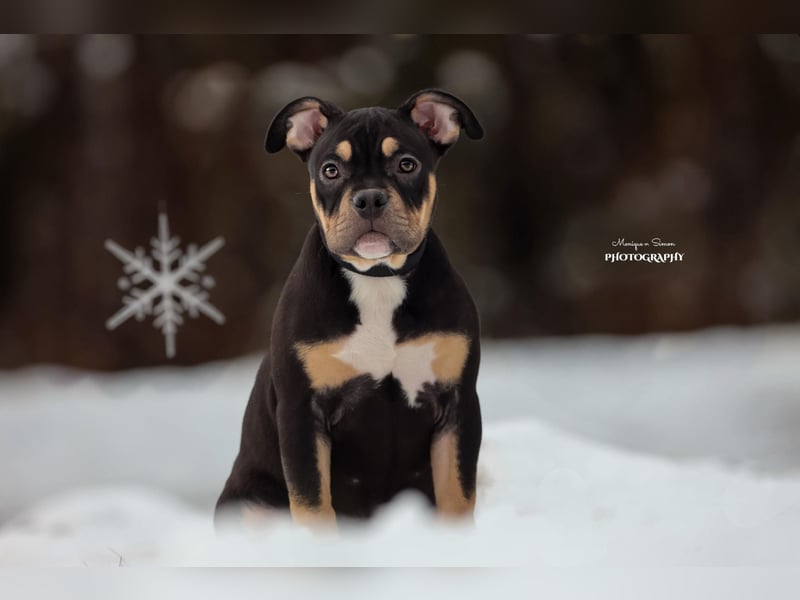 American Bully