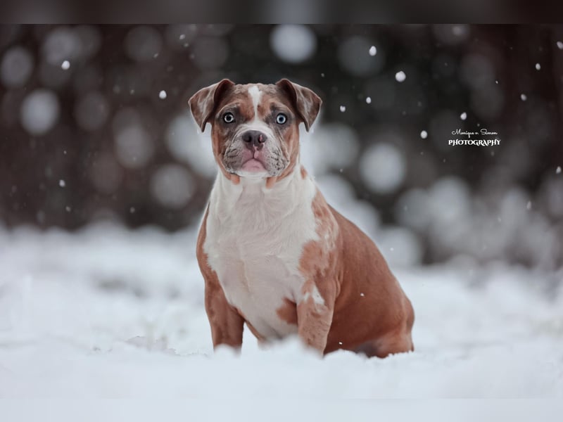 American Bully