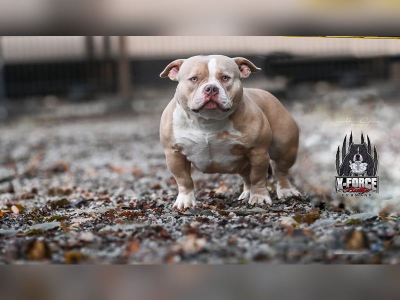 American Bully Weibchen abkc