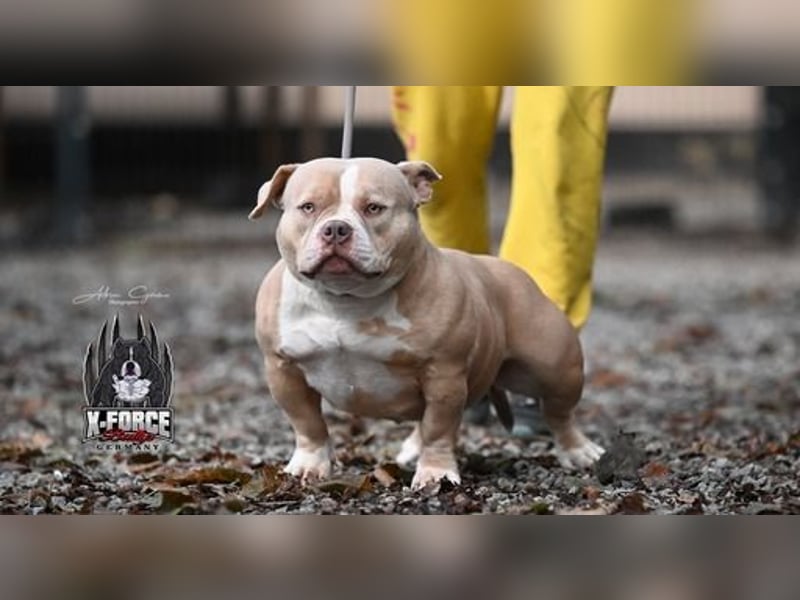 American Bully Weibchen abkc