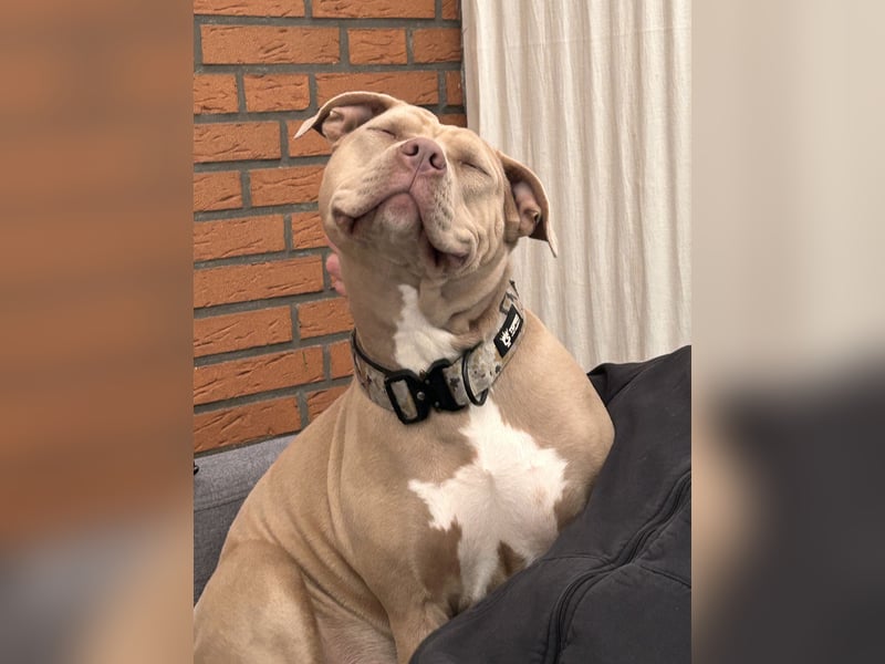 American Bully xl