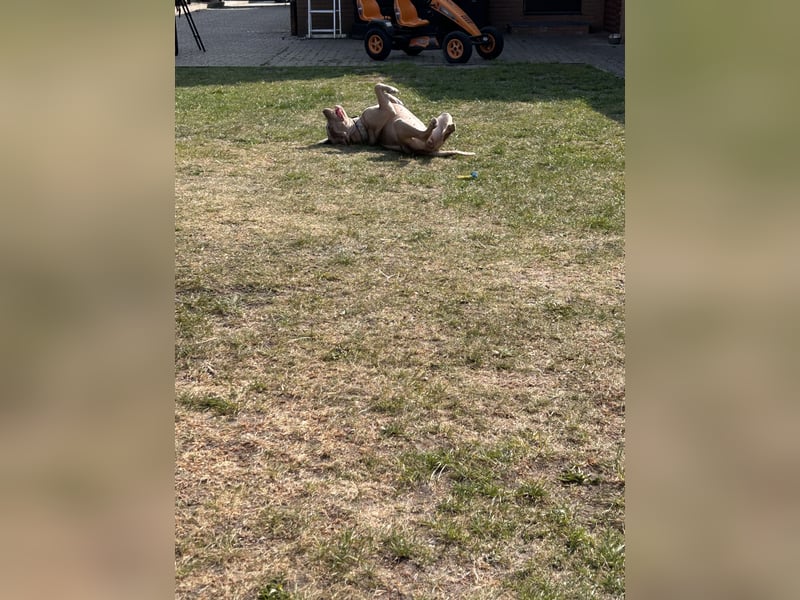 American Bully xl
