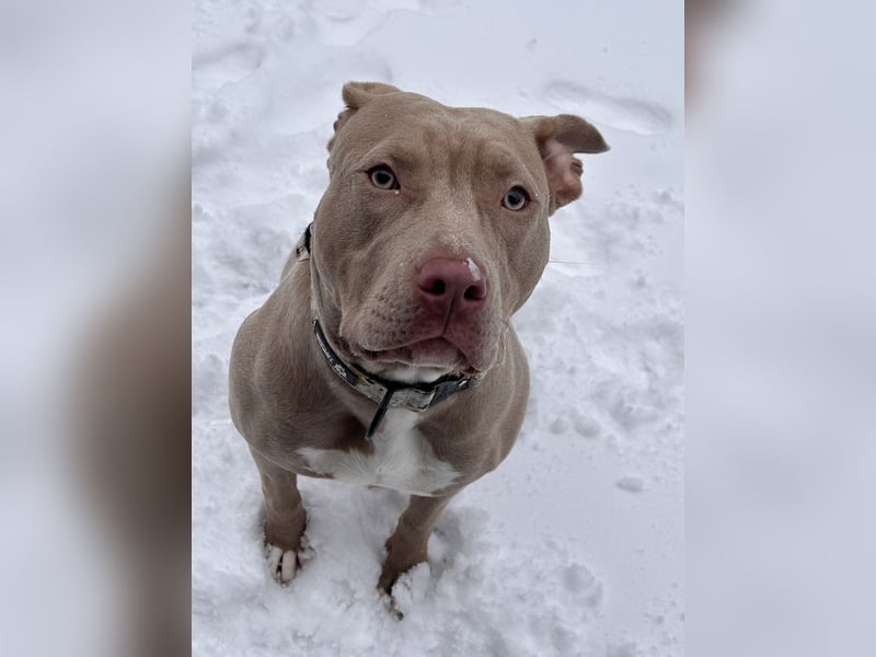 American Bully Xl