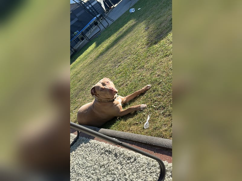 American Bully Xl