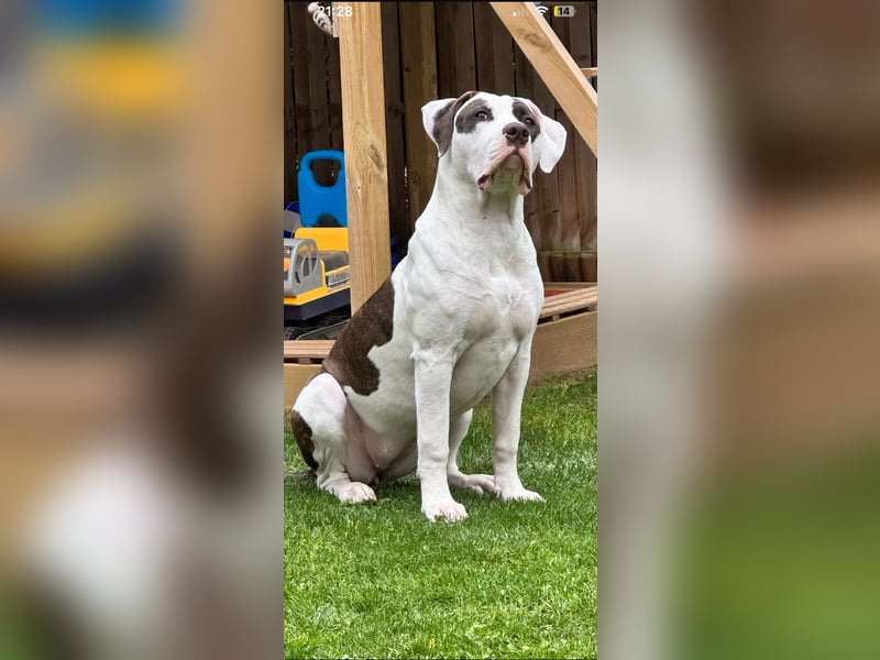 American Bully XL