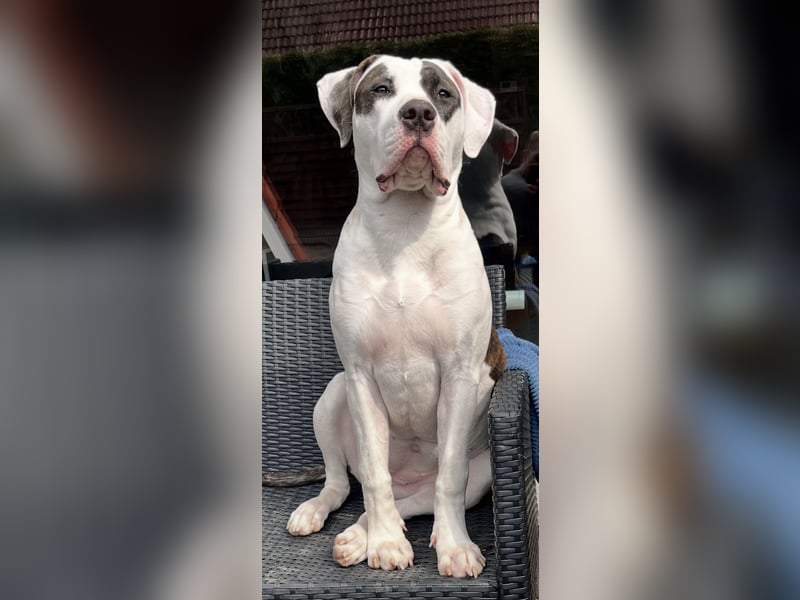 American Bully XL