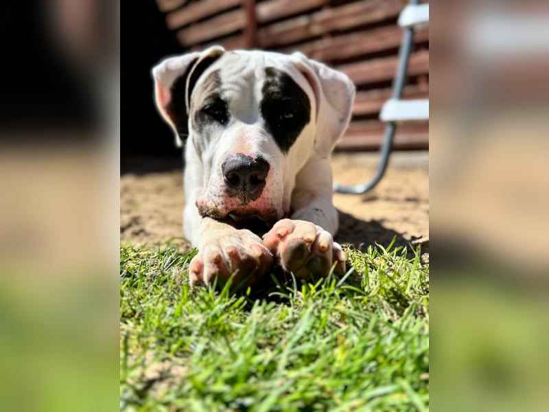 American Bully XL