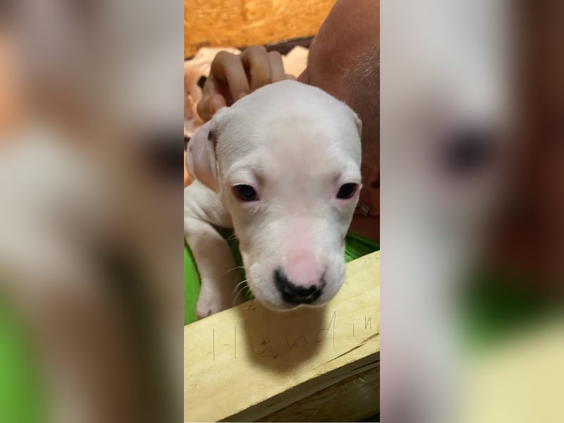Amstaff American Bully Welpen
