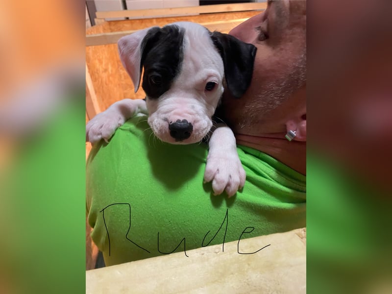 Amstaff American Bully Welpen