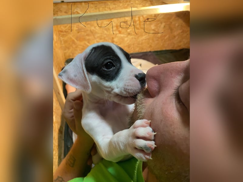 Amstaff American Bully Welpen