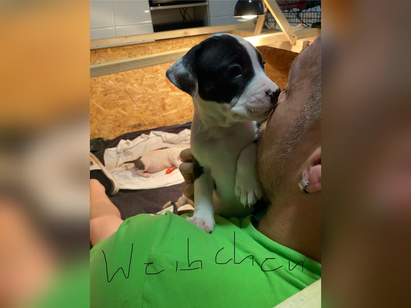 Amstaff American Bully Welpen