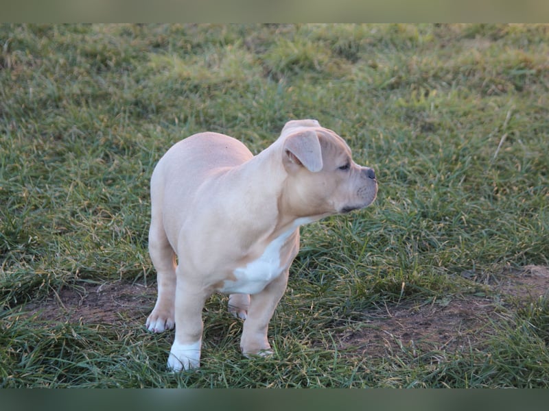 American Bully Pocket Bully
