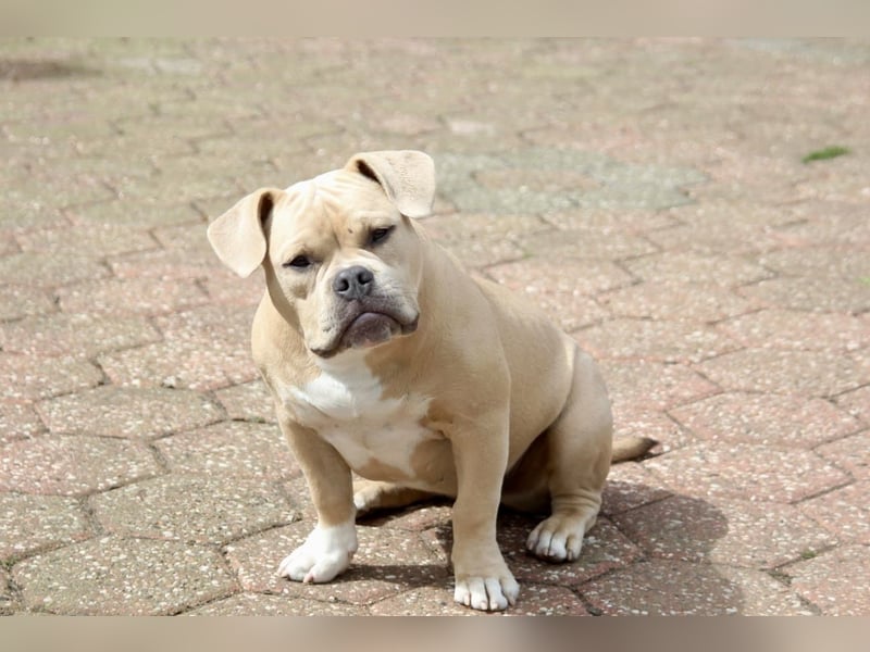 American Bully Pocket Bully