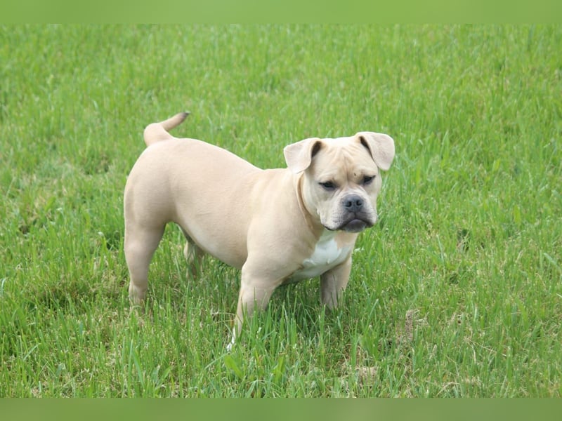 American Bully Pocket Bully