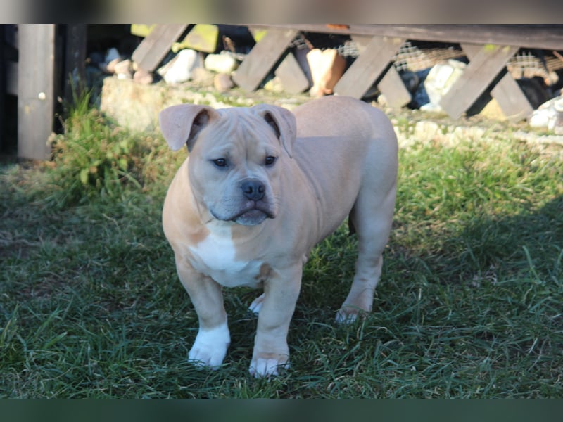 American Bully Pocket Bully