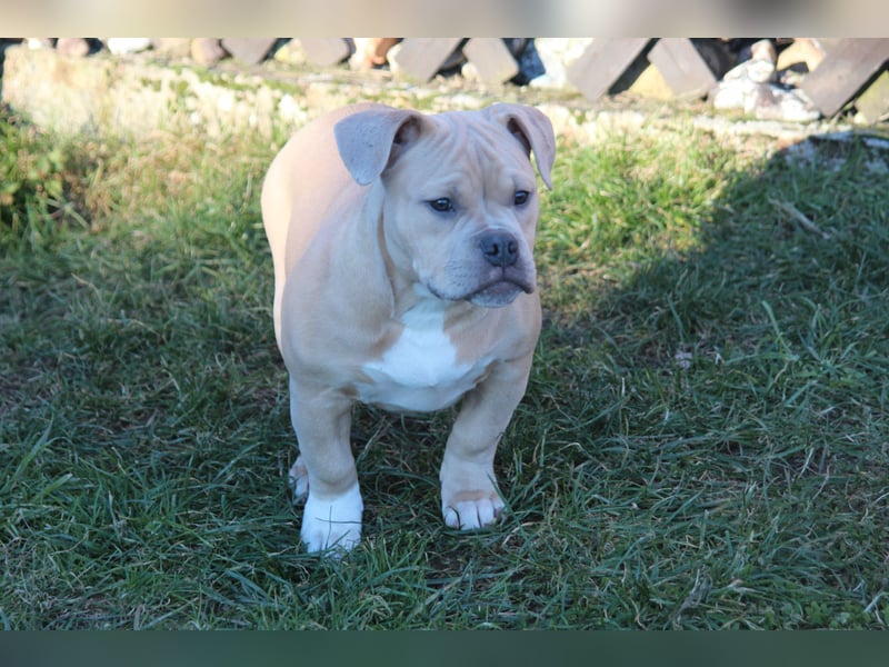 American Bully Pocket Bully