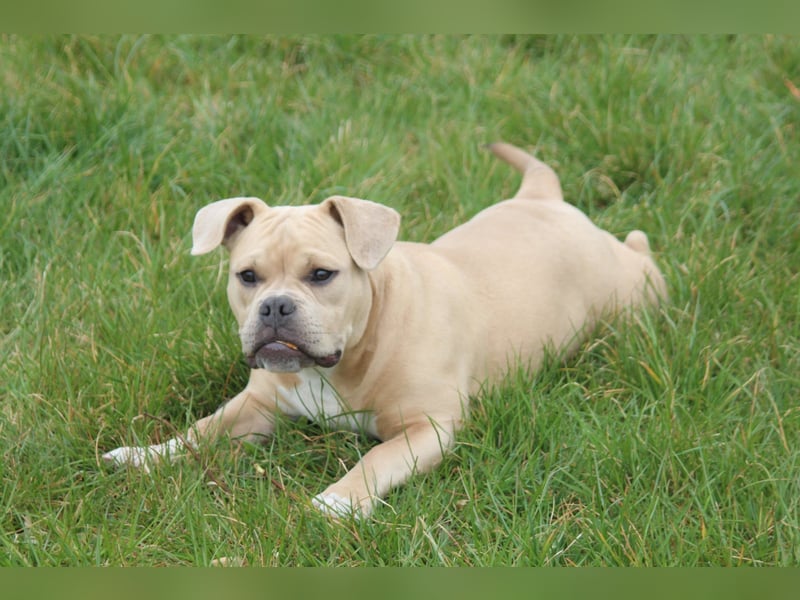 American Bully Pocket Bully