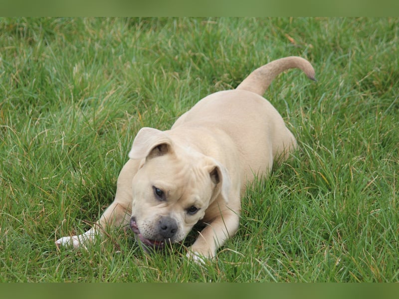 American Bully Pocket Bully
