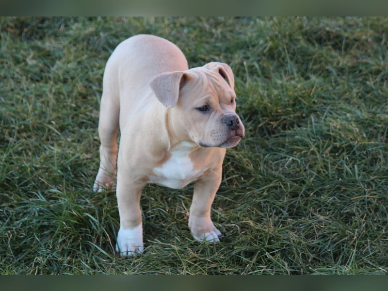 American Bully Pocket Bully