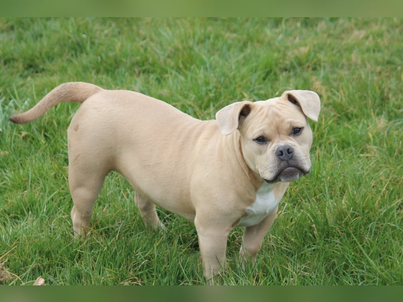 American Bully Pocket Bully