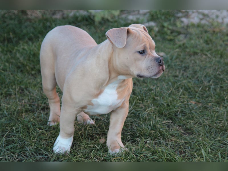 American Bully Pocket Bully