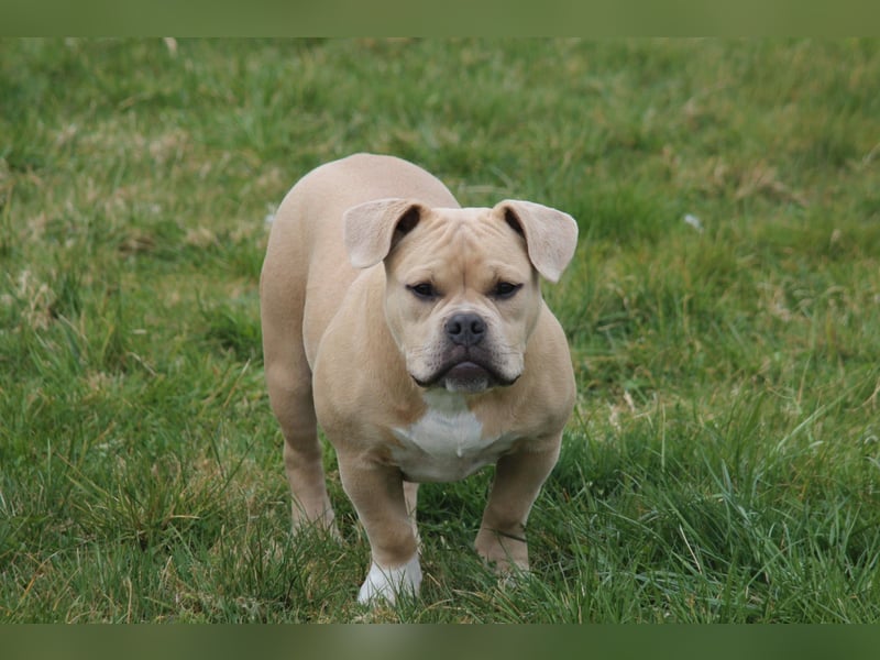 American Bully Pocket Bully