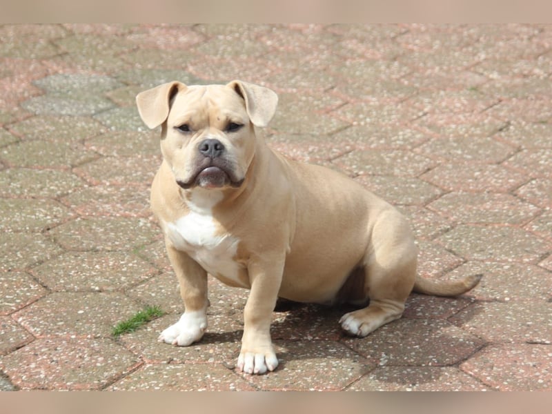 American Bully Pocket Bully