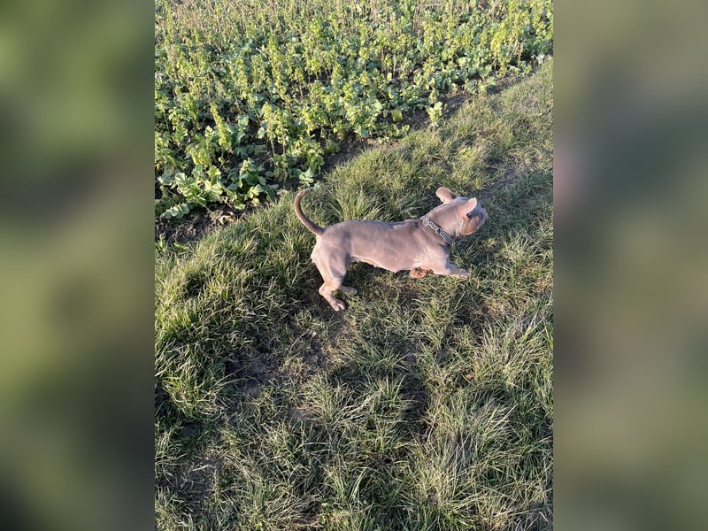 American Bully Pocket