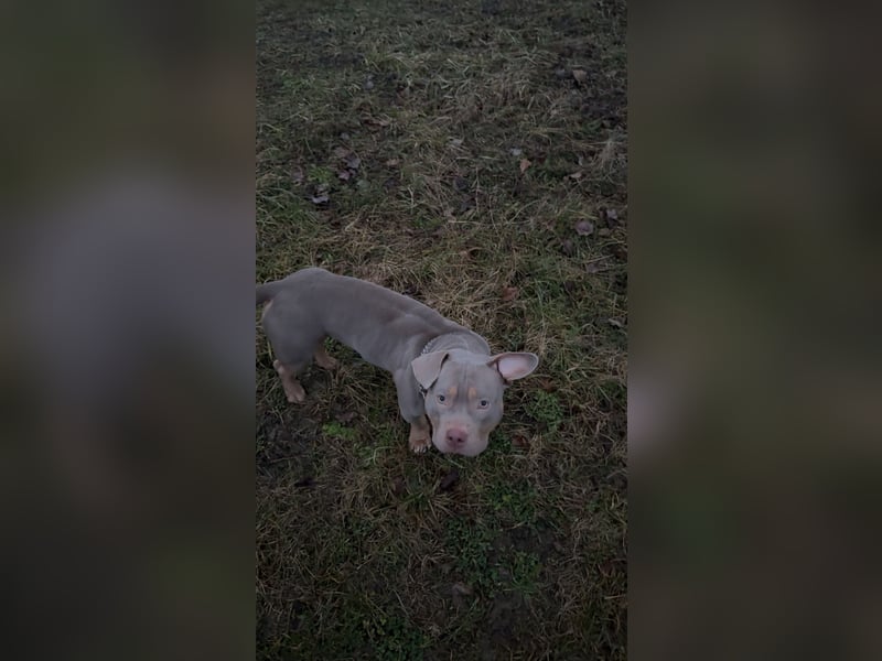 American Bully Pocket