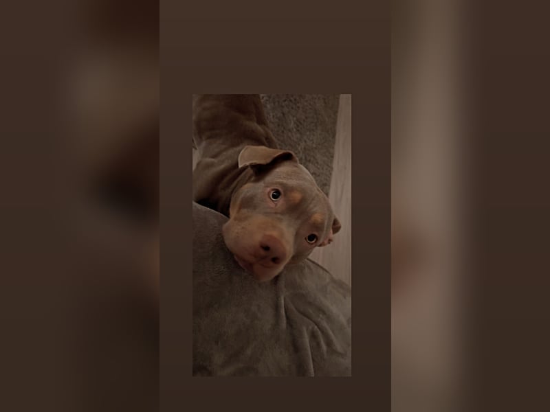 American Bully Pocket
