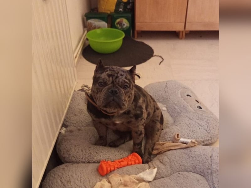 American Bully Pocket Hündin
