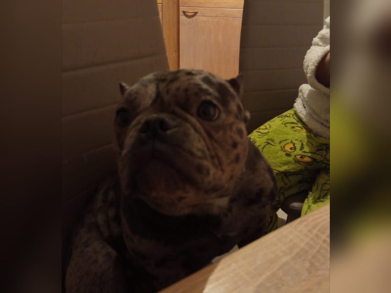 American Bully Pocket Hündin
