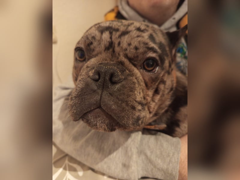 American Bully Pocket Hündin