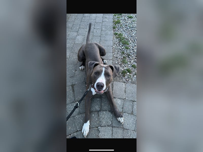 American Bully Hündin Gina