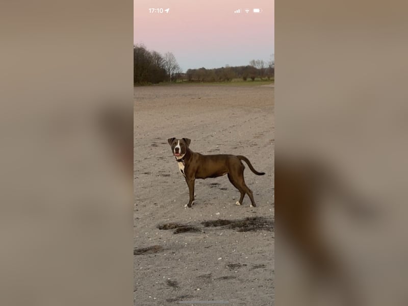 American Bully Hündin Gina