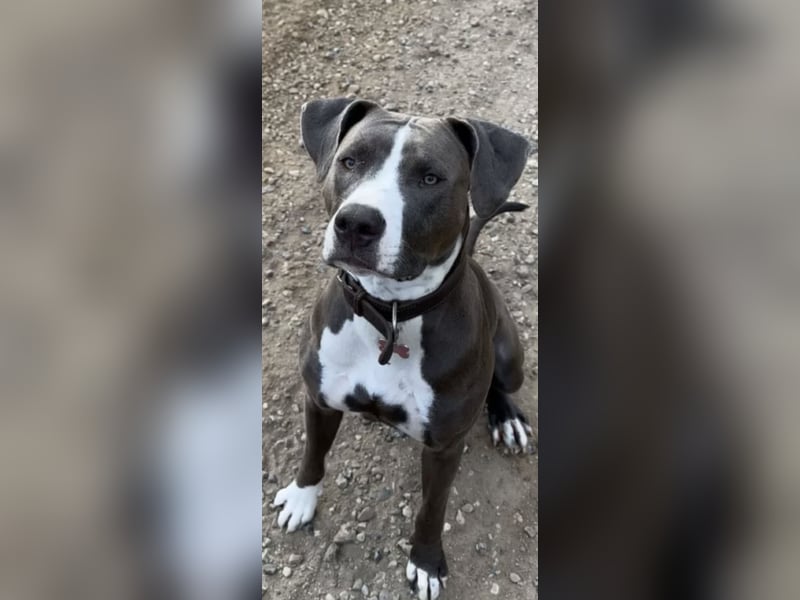 American Bully Hündin Gina