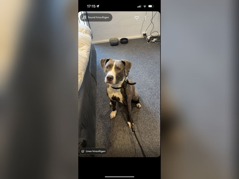 American Bully Hündin Gina
