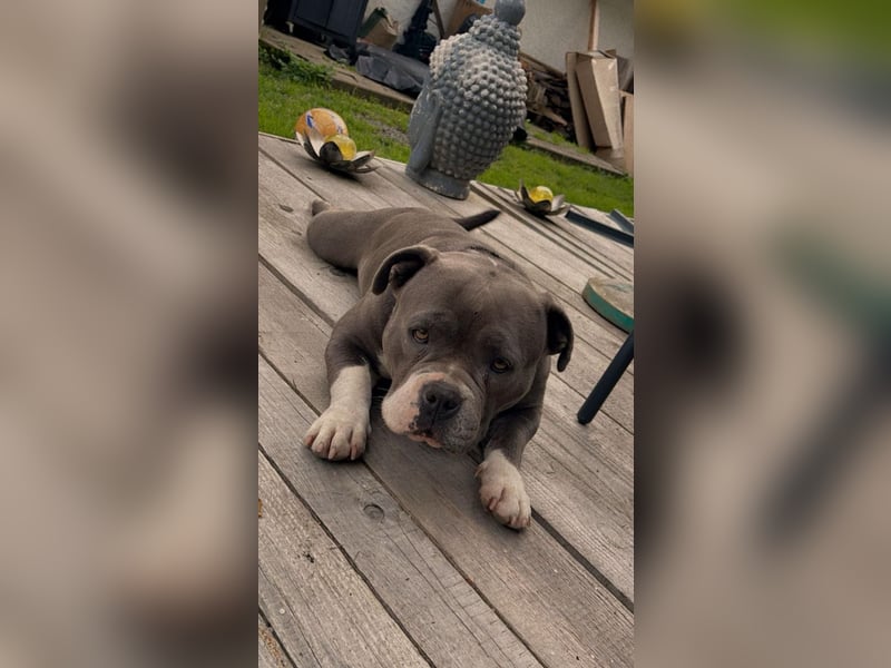 American Bully
